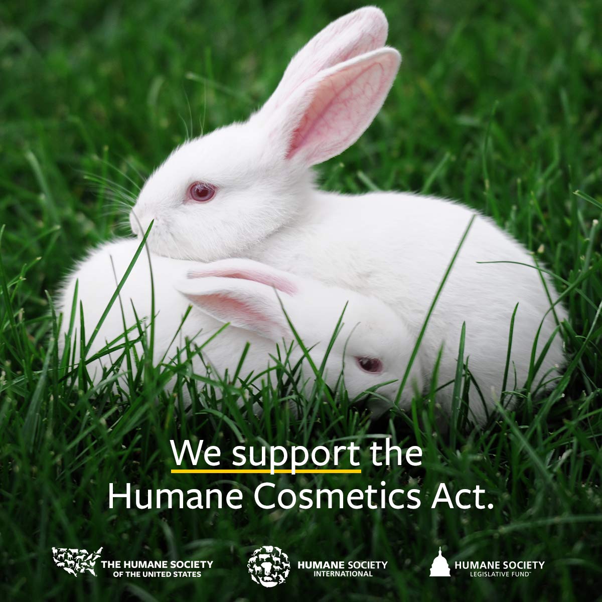 US Organic 100% Pure Peppermint Essential Oil - USDA Certified Organic - 10 ml - w/Improved caps and droppers (More Size Variations Available)