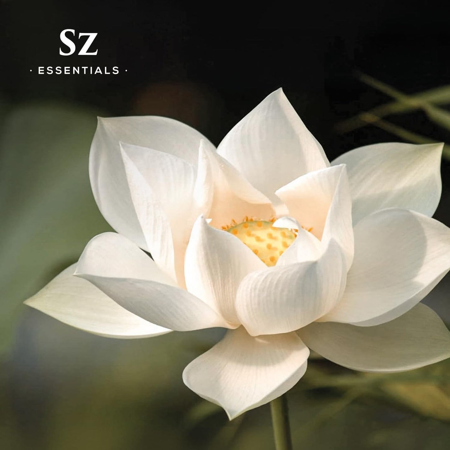 White Lotus 100% Pure, Essential Natural Oil - Extracted from Nymphaea Lotus - Rich & Sweet Scent, with Exotic Floral Overtones - Therapeutic Grade & Vegan - 0.17 fl oz (5ml)