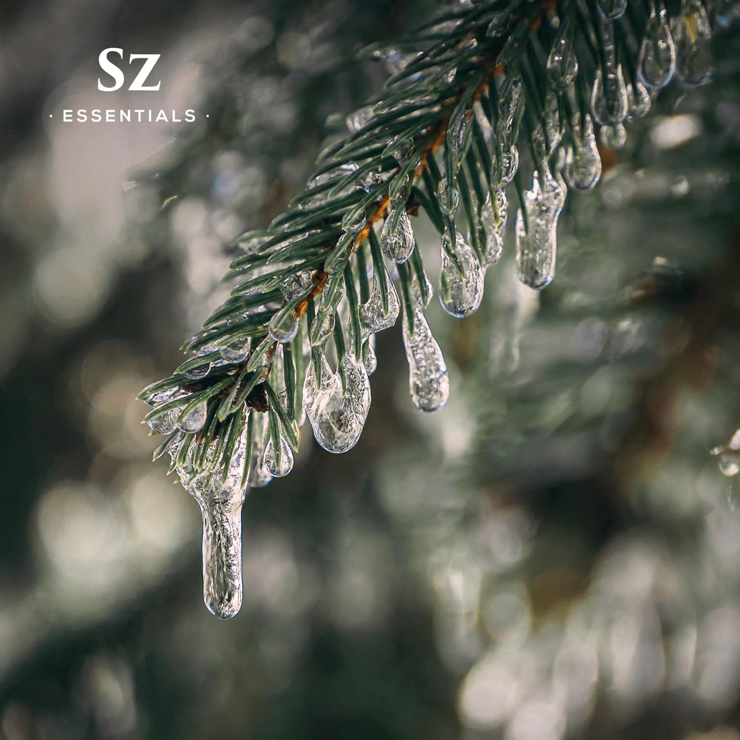 Silver Pine Essential Oil - 100% Pure & Undiluted- Extracted from Pinus Sylvestris - Clean & Fresh Scent with Woody Overtones - Therapeutic Grade & Vegan - 0.17oz (5ml)