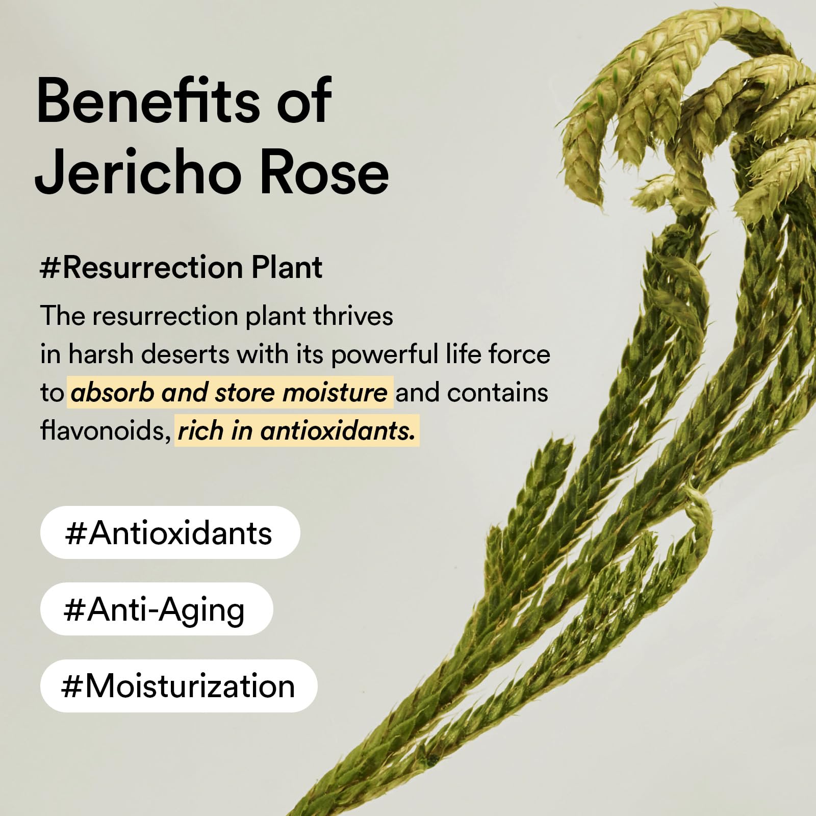 Abib Non-animal Collagen Eye Cream Jericho Rose Tube, 1.01 fl. oz.(30 mL), Anti-Aging Eye Cream
