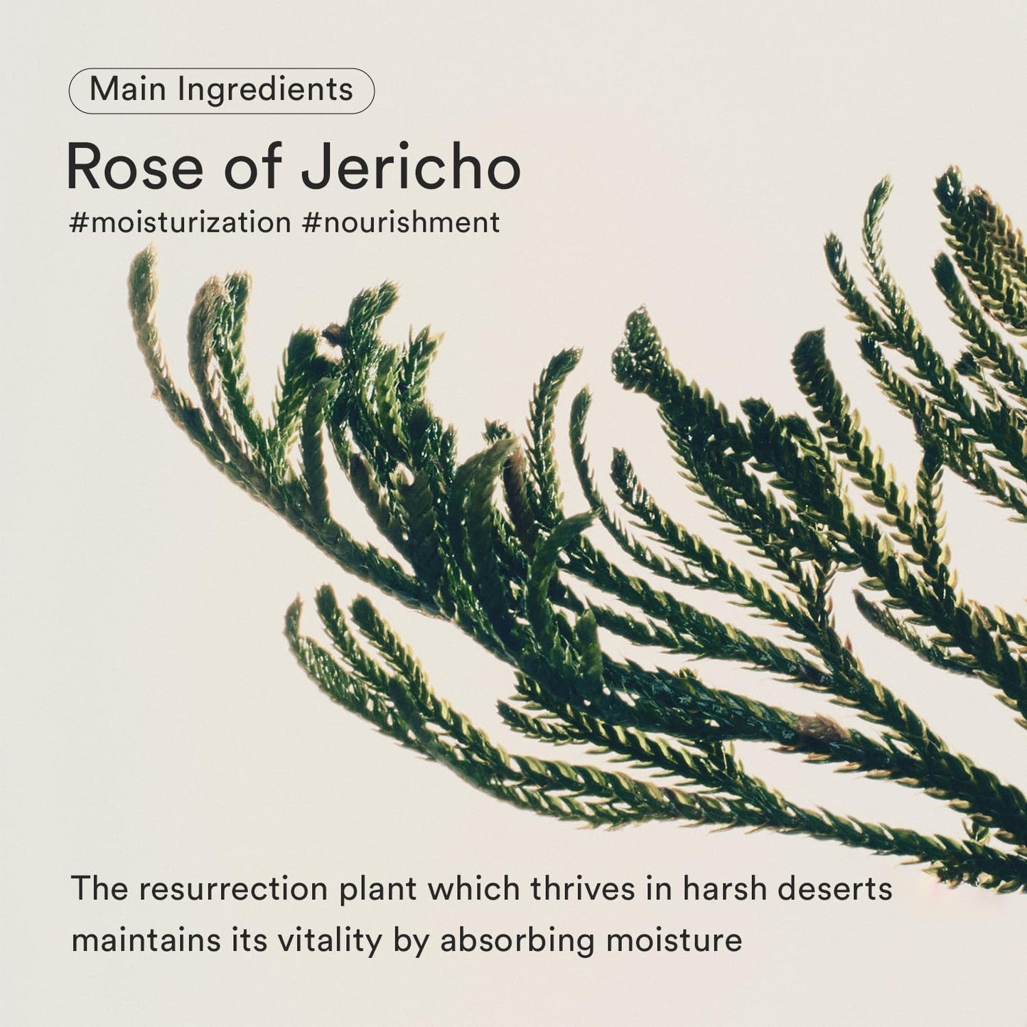 Abib Jericho Rose Bifida Serum Firming Drop 1.69 fl.oz. | Collagen, Peptide, Bakuchiol | Deep
