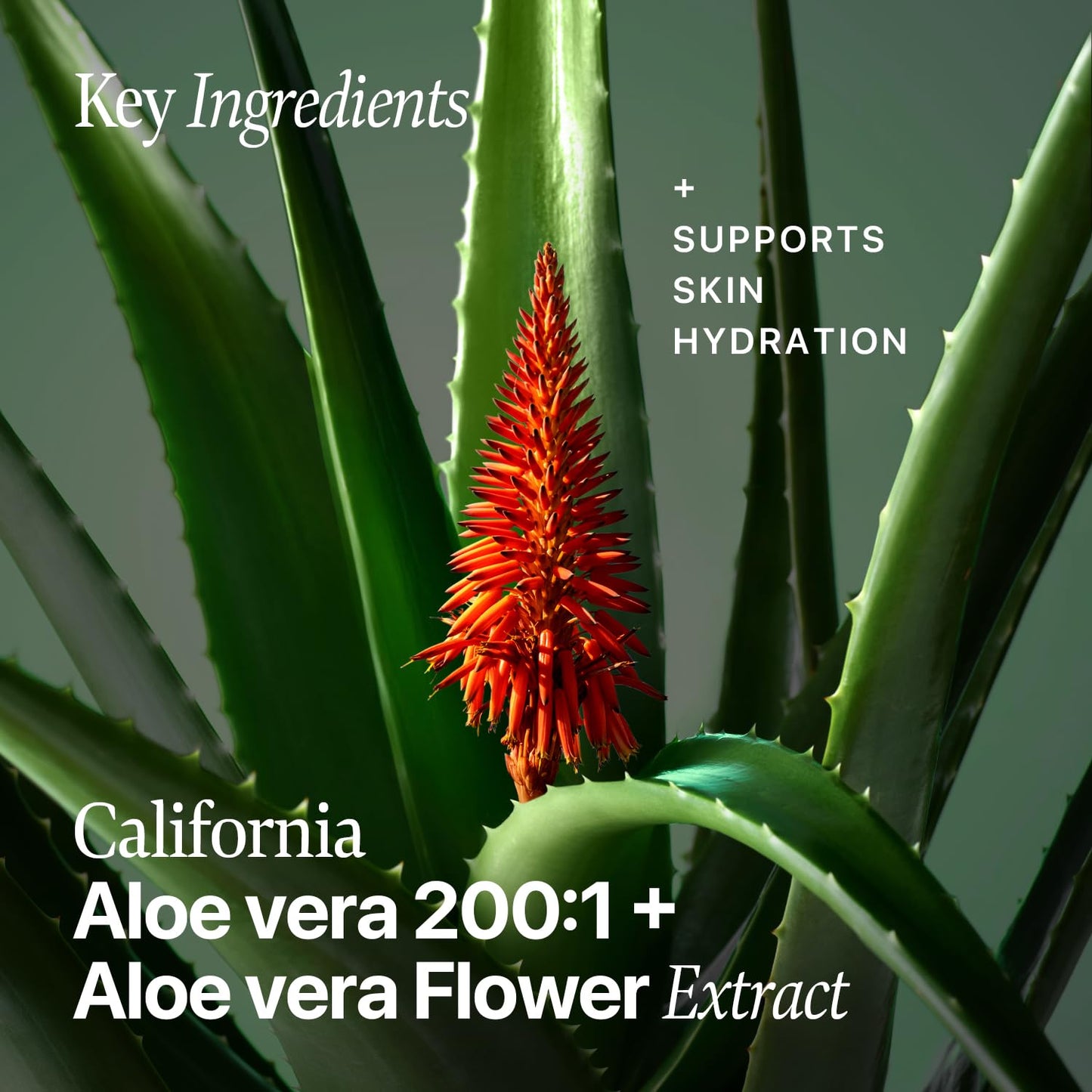 Nature Republic Real Squeeze Aloe Vera Essence | Hydrating Moisturizer & Glow for Face